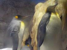 pengin