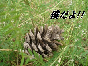 もうすぐ私の生活ブログは