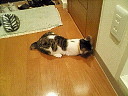 パパはここにゃ？！