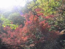 紅葉1