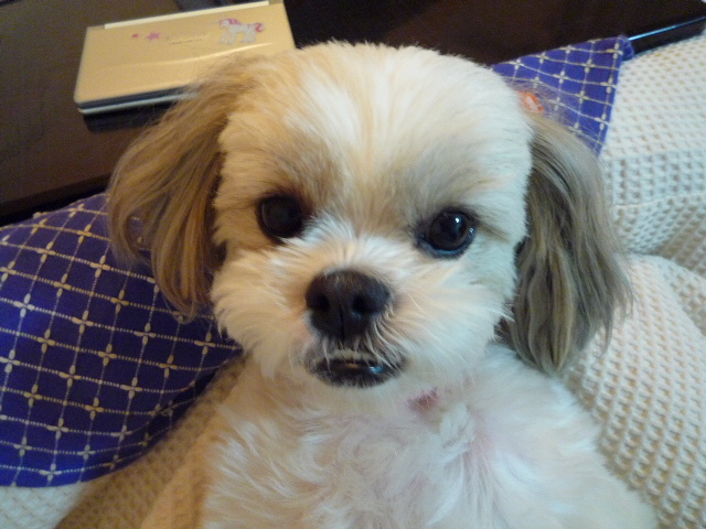 ふうちゃんの毎日☆マルシーズーのMIX犬☆