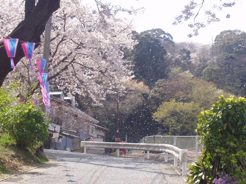 花吹雪
