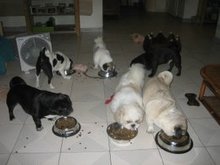 食事