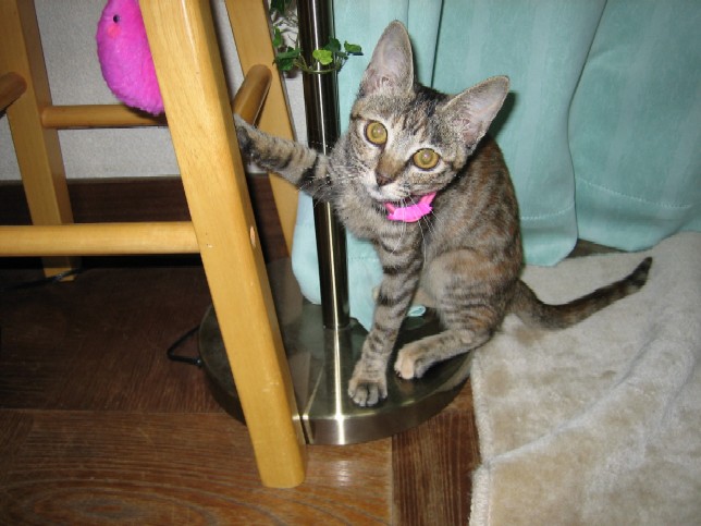 子猫時代