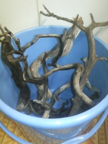 お父さんのタワゴト~水槽どうでしょう~-200902282341001.jpg