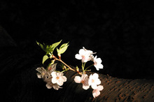 sakura_0504
