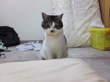 僕の仲間を殺さないでにゃ