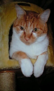 猫ごはん シャム猫風