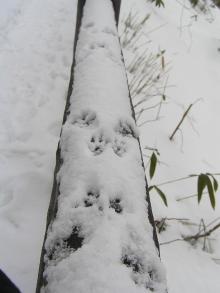 リス足