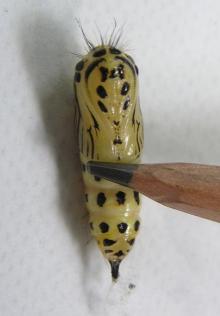 キアシドクガ蛹