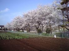 桜満開