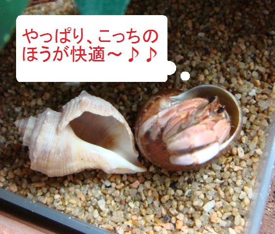 りんご宿替え