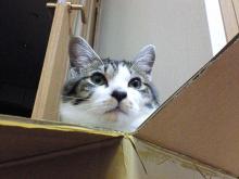 パパ・・・また死んだにゃ？