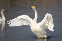 swan-d