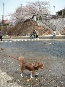 hanami3