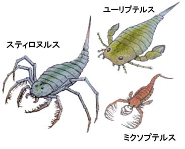 いろいろなウミサソリ