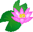 睡蓮