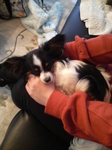 犬.jpg