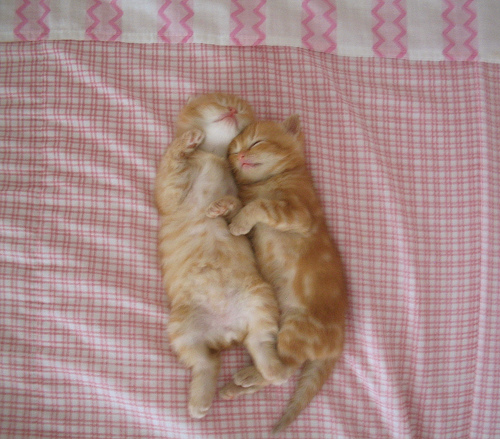 sleeping cats