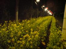 Fresh field　宮崎