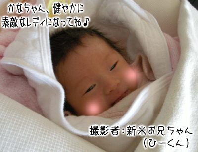 Shinoとあげはと龍之介 -ほんわかチワワン日記-