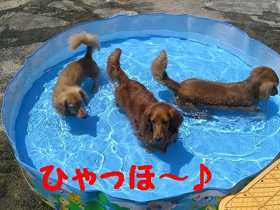 わんこプール