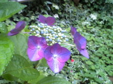 庭の額紫陽花４