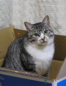 こきん