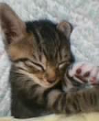 子猫