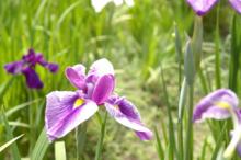 明月院　花菖蒲