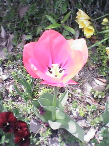 070410_1218~01.jpg