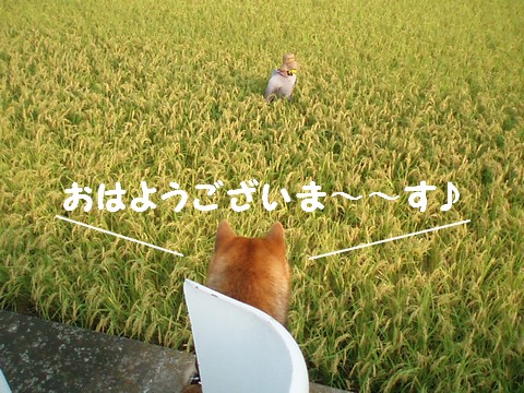 おはようございます