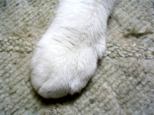 猫　ペット　画像
