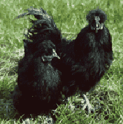 烏骨鶏黒