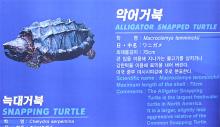 ガメラ?