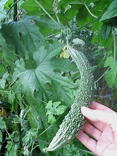 20080802174041.jpg
