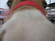 なな
