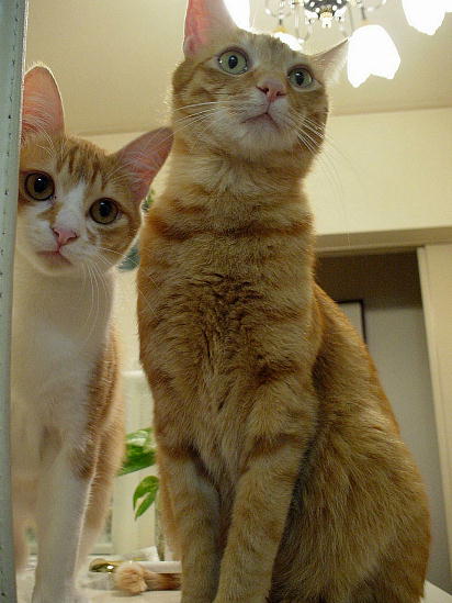 ふぅちゃん＆まめちゃん