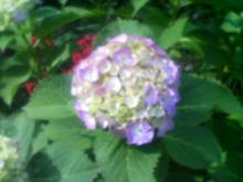 紫陽花