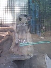 動物5