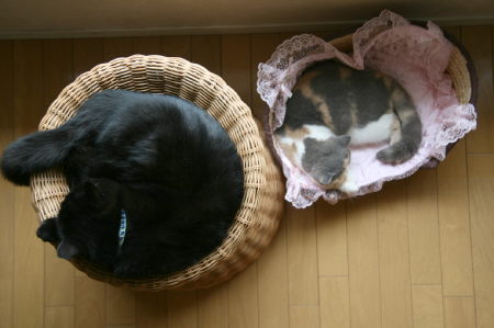やまととあんず
