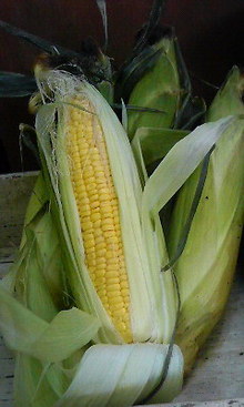 200809061152000.jpg
