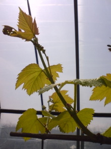 070410_1137~01.jpg