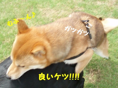 ケツ