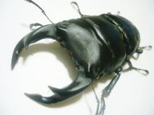 yama