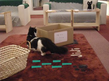 たとえばボクがキミを猫カフェ店員だと見下したとして、それが何か??