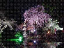 夜桜