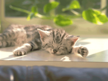 ねこ
