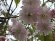 地域を応援する人たちの笑顔-桜１