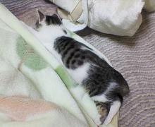 ﾎｯﾄｶｰﾍﾟｯﾄはぬくいにゃぁ